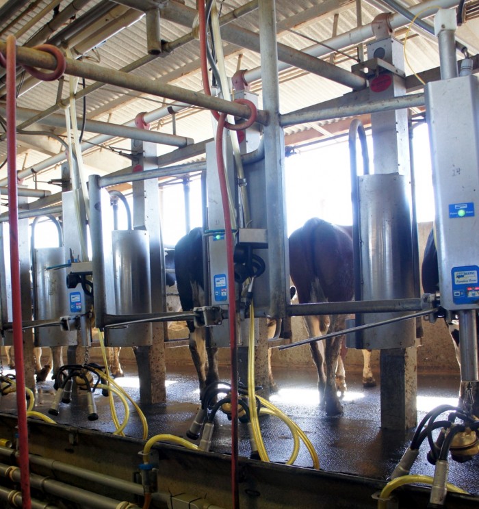 Cows being milked at Kerry Dairy