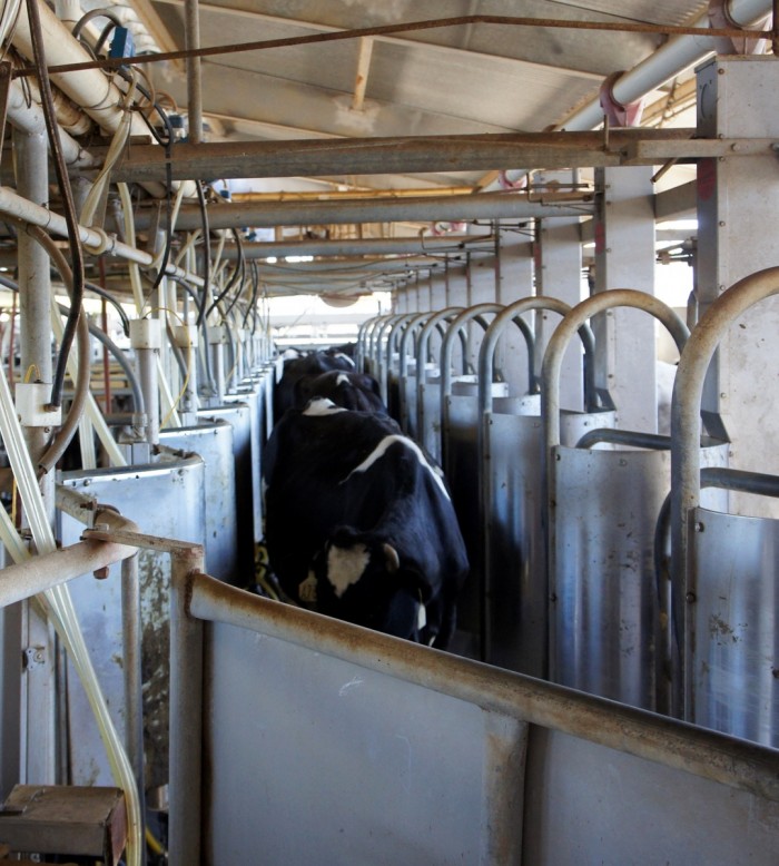 Milking stalls at a dairy farm