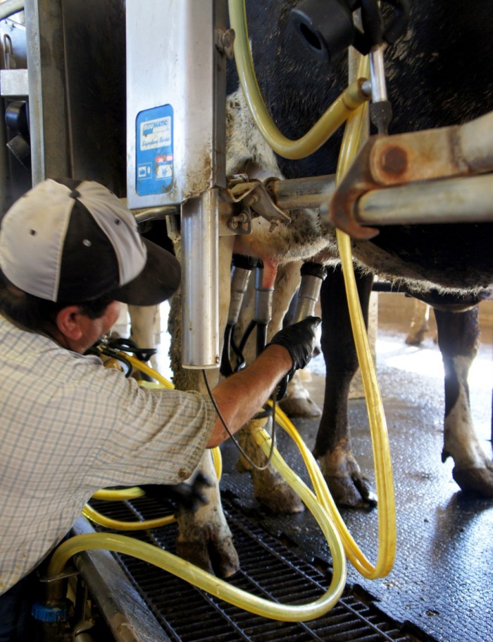 Cows being milked at Kerry Dairy in AZ