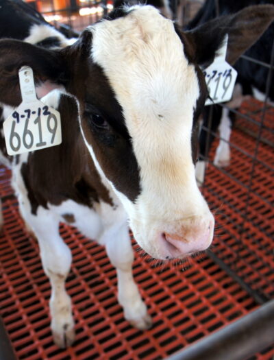 A close up of a cows face at Kerr Dairy