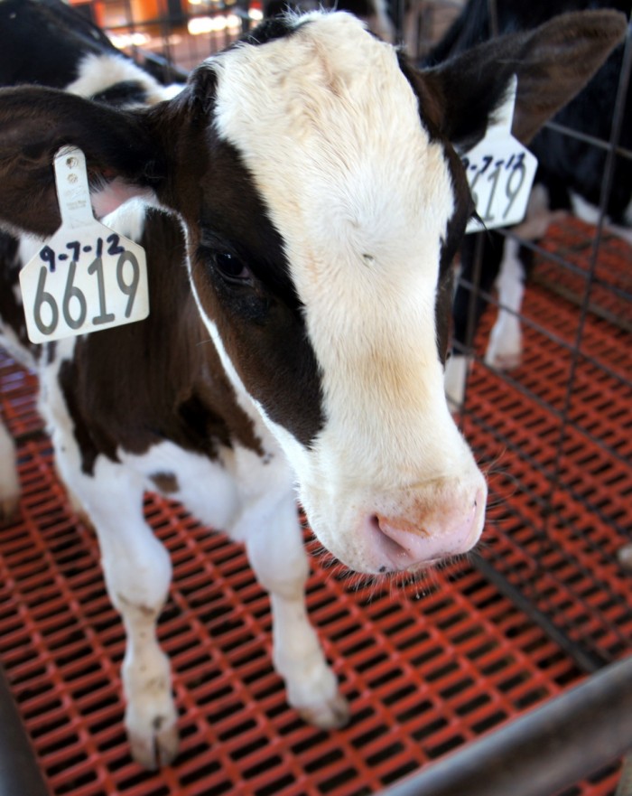 A close up of a cow\'s face