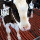 A close up of a cows face at Kerr Dairy