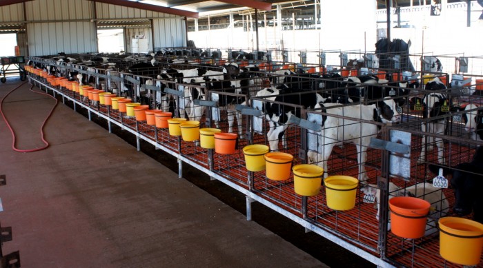 Baby cows at Kerr Dairy Farm in Arizona