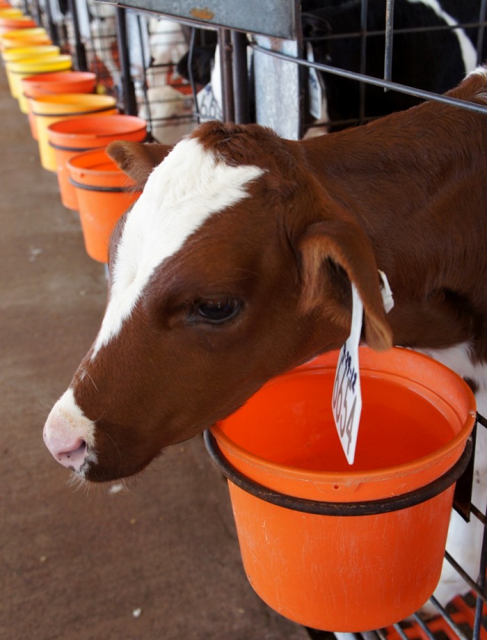 A close up of a calf at Kerr Dairy Farm in Arizona