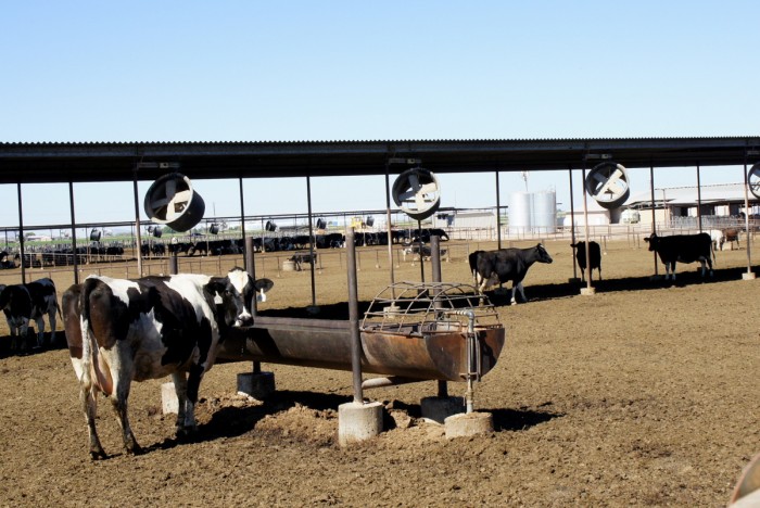 Cows at Kerr Dairy in Arizona