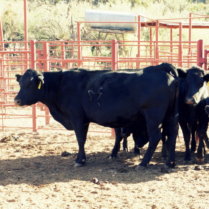 Showcasing freeze branding on cattle where it turns their hair white without permanently scarring the hide