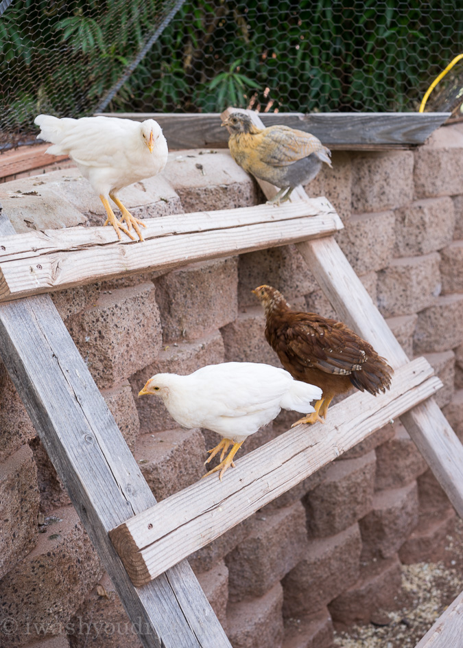 Chickens 6 weeks-2