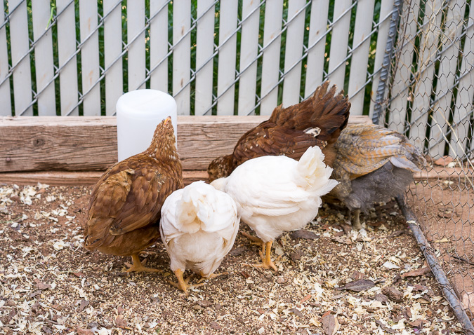 Chickens in a chicken coop