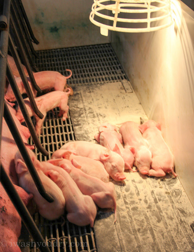 What I learned about Pig Farming!