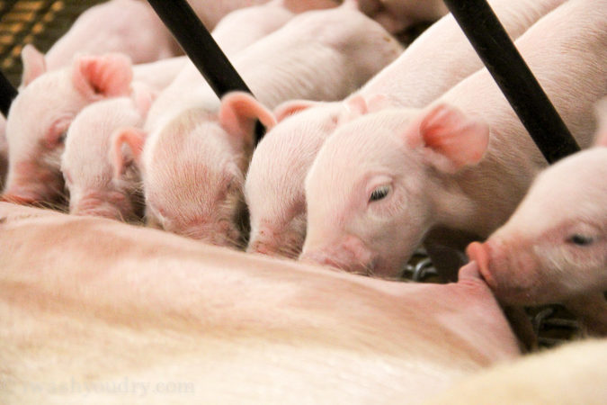 The shocking truths I learned about Pig Farming! All the questions answered in this detailed post!