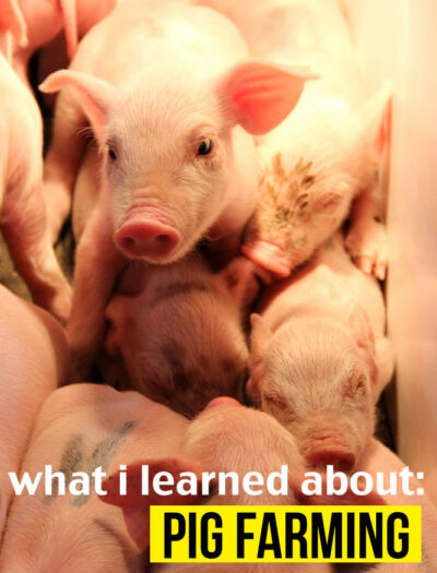 What I learned about Pig Farming!