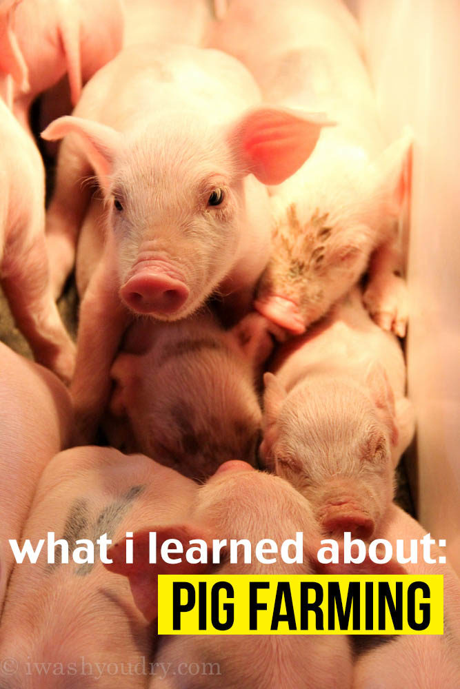 What I learned about Pig Farming!