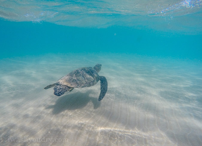 Spot several sea turtles at the Maluaka Beach in Maui, Hawaii!