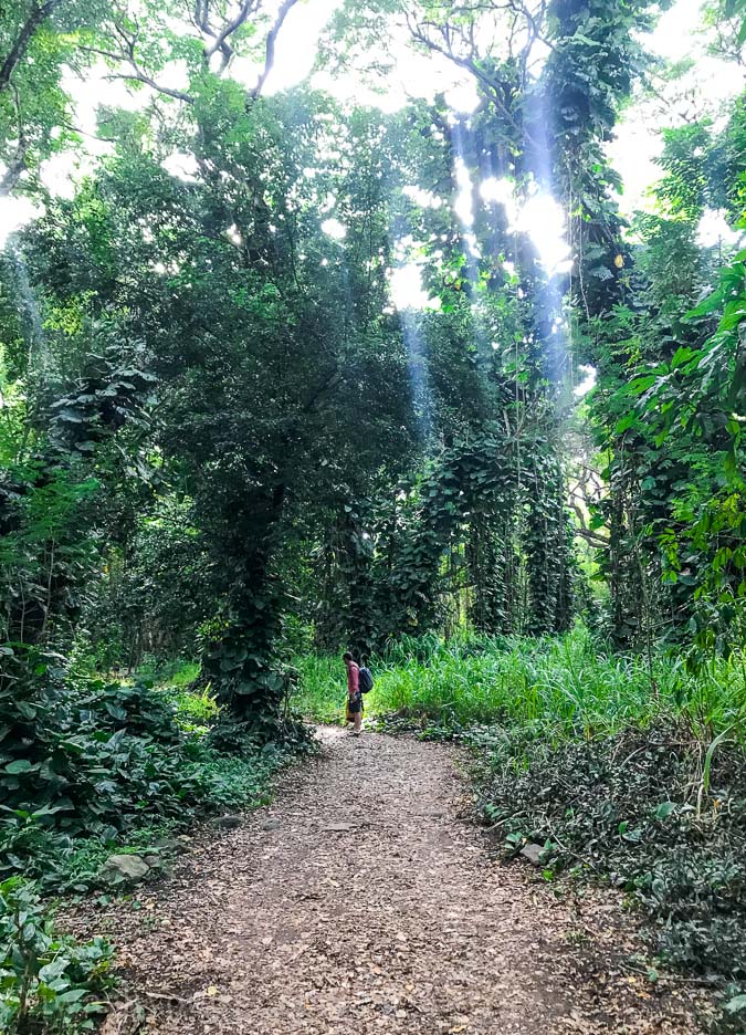 A short walk through Honolua Bay Access Trail to get to a gorgeous snorkeling site!