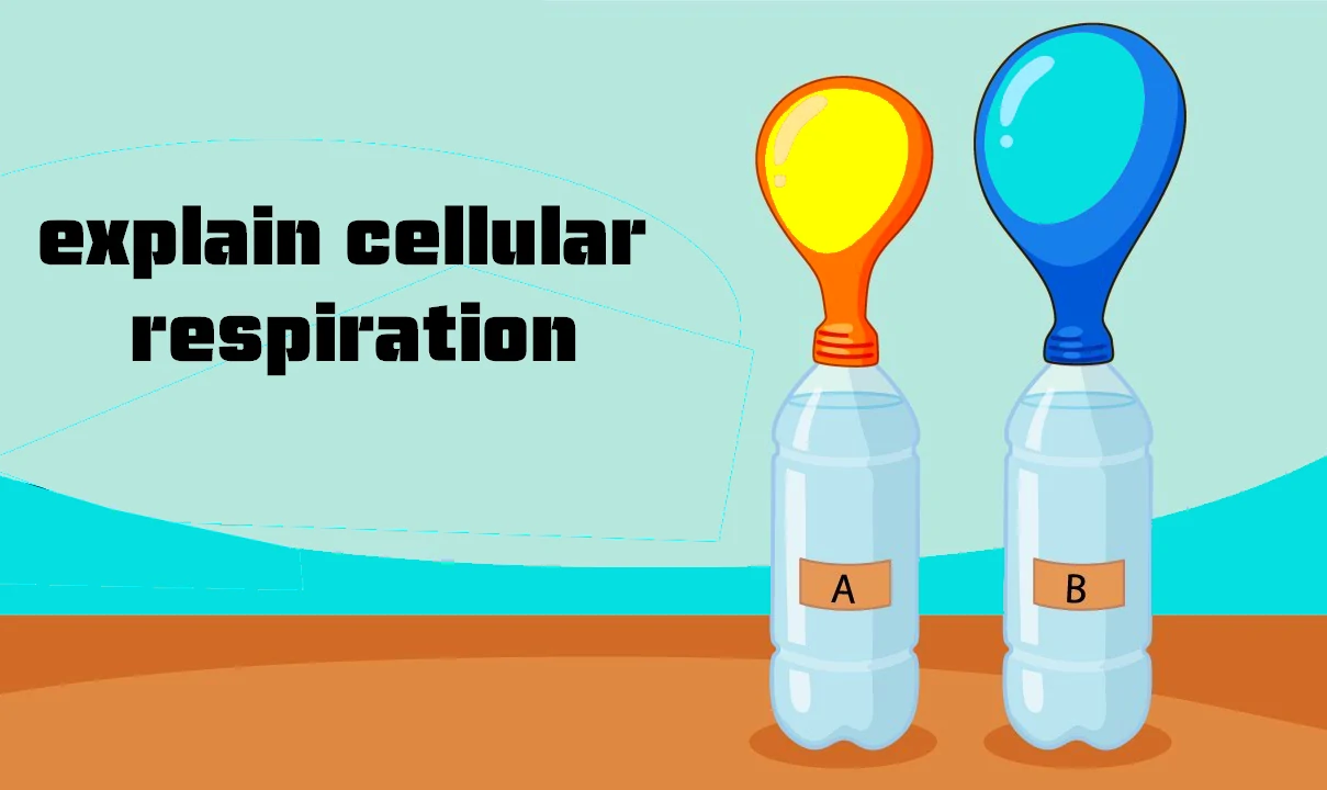 Explain Cellular Respiration